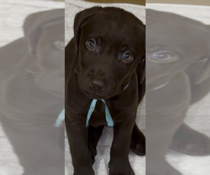 Medium Labrador Retriever