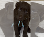 Puppy Sky Labrador Retriever