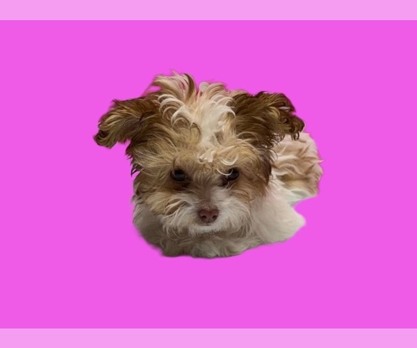 Medium Photo #3 Maltipoo (Miniature) Puppy For Sale in SAN ANTONIO, TX, USA