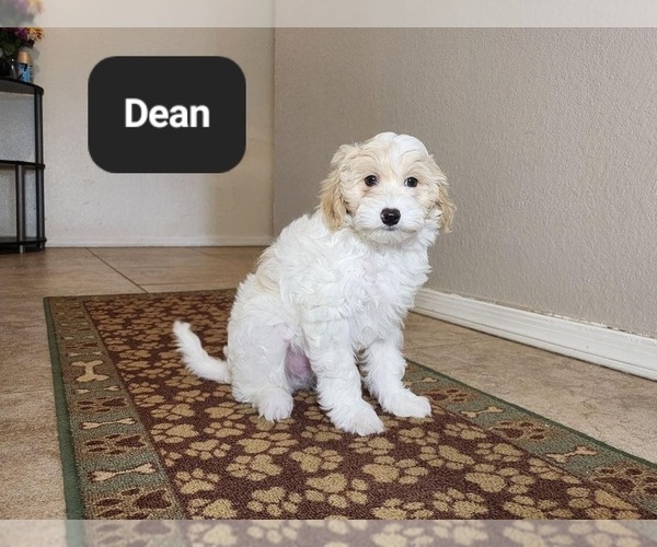 Medium Photo #3 Poovanese Puppy For Sale in TUCSON, AZ, USA