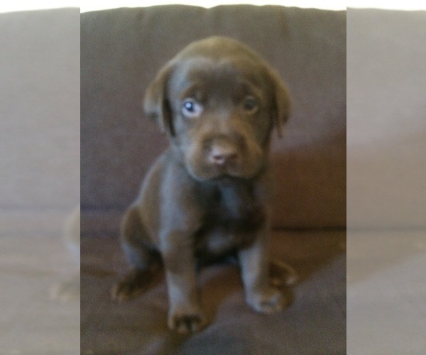 Medium Photo #3 Labrador Retriever Puppy For Sale in MARYSVILLE, CA, USA