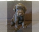 Small Photo #3 Labrador Retriever Puppy For Sale in MARYSVILLE, CA, USA