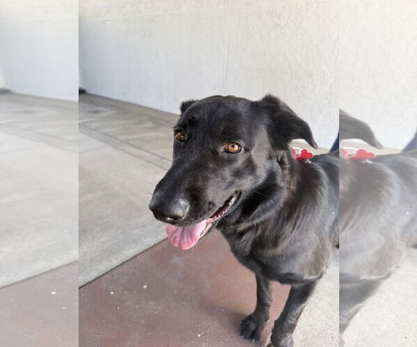 Medium Photo #4 Labrador Retriever-Unknown Mix Puppy For Sale in San Diego, CA, USA