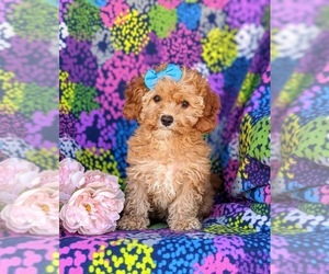 Cavachon-Poodle (Miniature) Mix Puppy for sale in AIRVILLE, PA, USA