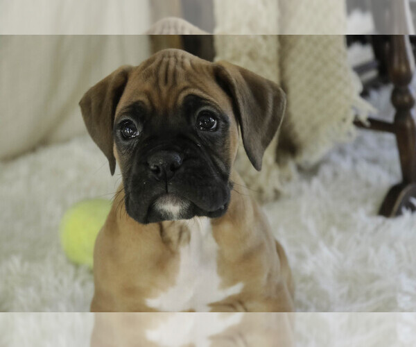 Medium Photo #1 Boxer Puppy For Sale in SHIPSHEWANA, IN, USA