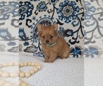 Small #3 Yoranian