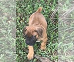 Small Photo #8 Boerboel Puppy For Sale in WEST PALM BCH, FL, USA