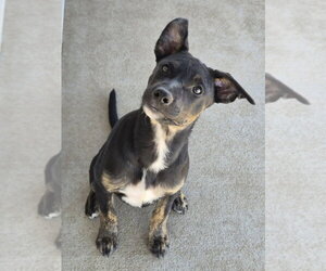 Mutt Dogs for adoption in Bolivar, MO, USA