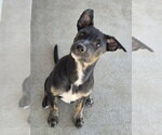 Miley - Female Mutt Dog for Adoption - Small photo