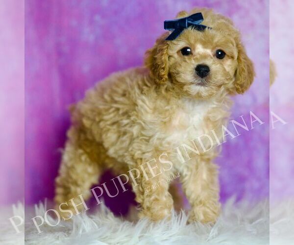 Medium Photo #31 Poodle (Toy) Puppy For Sale in WARSAW, IN, USA