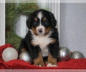 Bernese Mountain Dog Puppy for sale in FREDERICKSBG, OH, USA