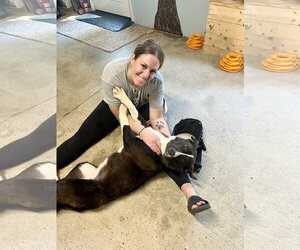 Saint Bernard-Unknown Mix Dogs for adoption in Woodsfield, OH, USA