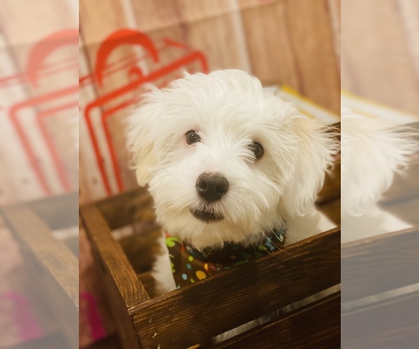 Medium Photo #4 Maltese-Maltipoo Mix Puppy For Sale in ACWORTH, GA, USA