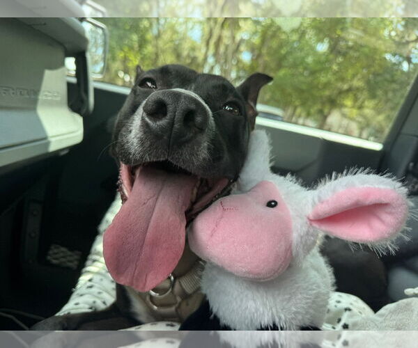 Medium Photo #9 Basenji-Unknown Mix Puppy For Sale in Sanford, FL, USA