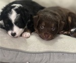 Small #1 Miniature Australian Shepherd