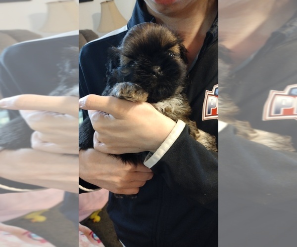 Medium Photo #7 Shih Tzu Puppy For Sale in EAST PEORIA, IL, USA
