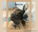 Small #2 Poodle (Toy)-Yorkshire Terrier Mix
