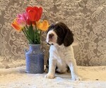 Small #2 English Springer Spaniel