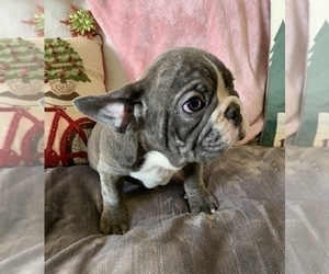 French Bulldog Puppy for sale in JOHNS ISLAND, SC, USA