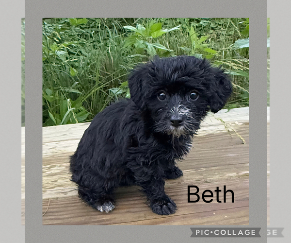 Medium Photo #4 Poodle (Toy)-Yorkshire Terrier Mix Puppy For Sale in BENNINGTON, IN, USA