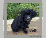 Small #3 Poodle (Toy)-Yorkshire Terrier Mix