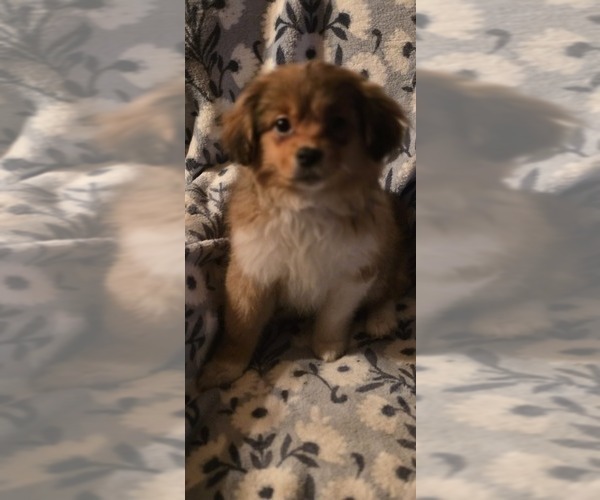 Medium Photo #6 Maltese-Maltipom Mix Puppy For Sale in HUDSON, MA, USA