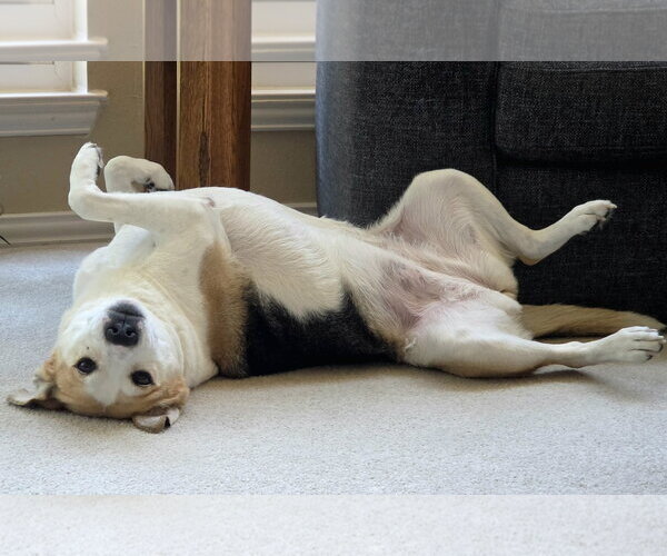 Medium Photo #2 Beagle-Unknown Mix Puppy For Sale in McKinney, TX, USA