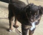 Small #1 Miniature Australian Shepherd