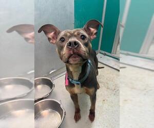 Mutt Dogs for adoption in Oklahoma City, OK, USA