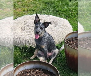Mutt Dogs for adoption in Olalla, WA, USA