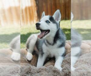 Medium Siberian Husky