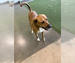 Small #6 Boxer Mix
