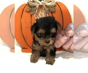 Yorkshire Terrier Puppy for sale in LOVELY, KY, USA