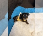 Small #1 Yorkshire Terrier