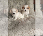 Small #7 Maltipoo-Poodle (Toy) Mix