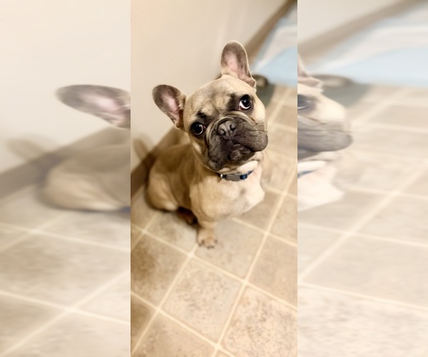 Medium Photo #1 French Bulldog Puppy For Sale in LAFAYETTE, IN, USA
