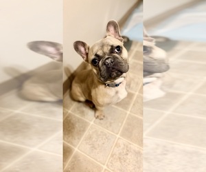 French Bulldog Puppy for sale in LAFAYETTE, IN, USA