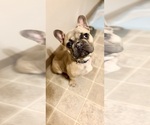 Small French Bulldog
