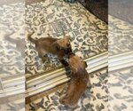 Small Photo #10 Mutt Puppy For Sale in Escondido, CA, USA