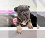 Puppy Puppy 2 French Bulldog