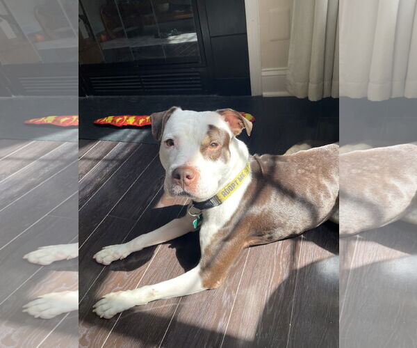 Medium Photo #5 American Pit Bull Terrier-Unknown Mix Puppy For Sale in Alexandria, VA, USA