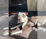 Small #4 American Pit Bull Terrier Mix
