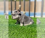 Small #3 French Bulldog