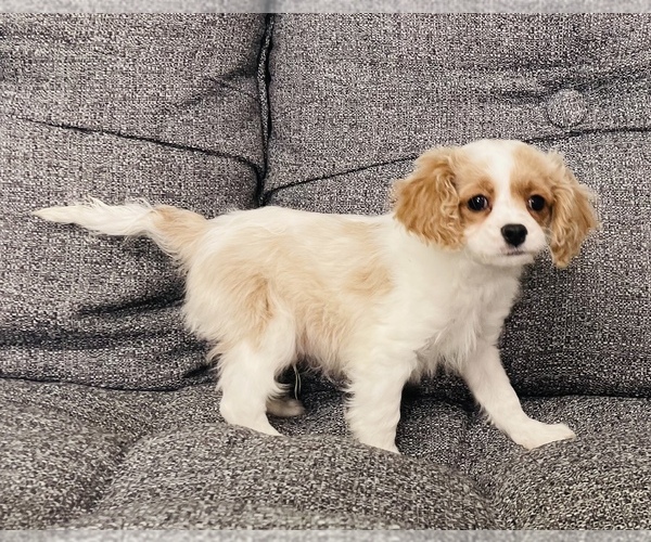 Medium Photo #6 Cavalier King Charles Spaniel-Poodle (Toy) Mix Puppy For Sale in CINCINNATI, OH, USA