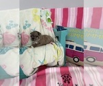 Image preview for Ad Listing. Nickname: AKC Blue Merle