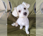 Small #2 Maltese Mix