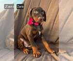 Small #4 Doberman Pinscher