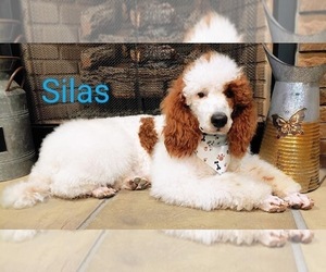 Father of the Goldendoodle-Poodle (Standard) Mix puppies born on 04/22/2025