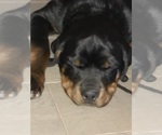 Small #16 Rottweiler