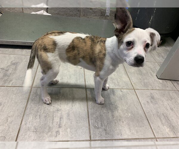 Medium Photo #1 Australian Shepherd-Unknown Mix Puppy For Sale in Grand Prairie, TX, USA